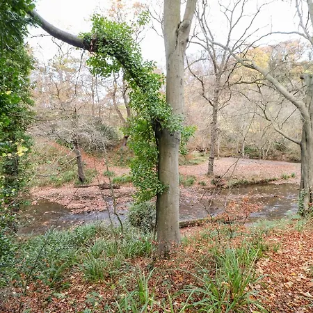 Foxglove Saltburn-by-the-Sea