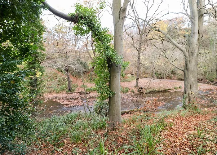 Foxglove Saltburn-by-the-Sea
